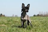 CHIEN NU CHINOIS 149